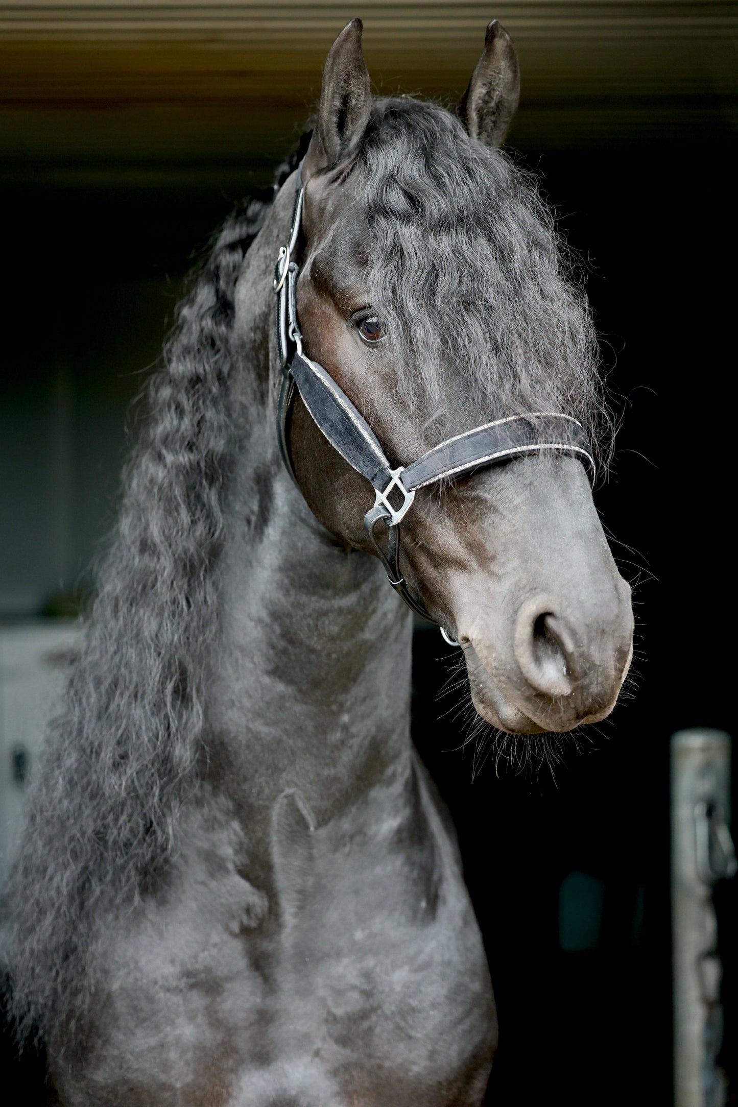 Velvet Strass Halster Black Full