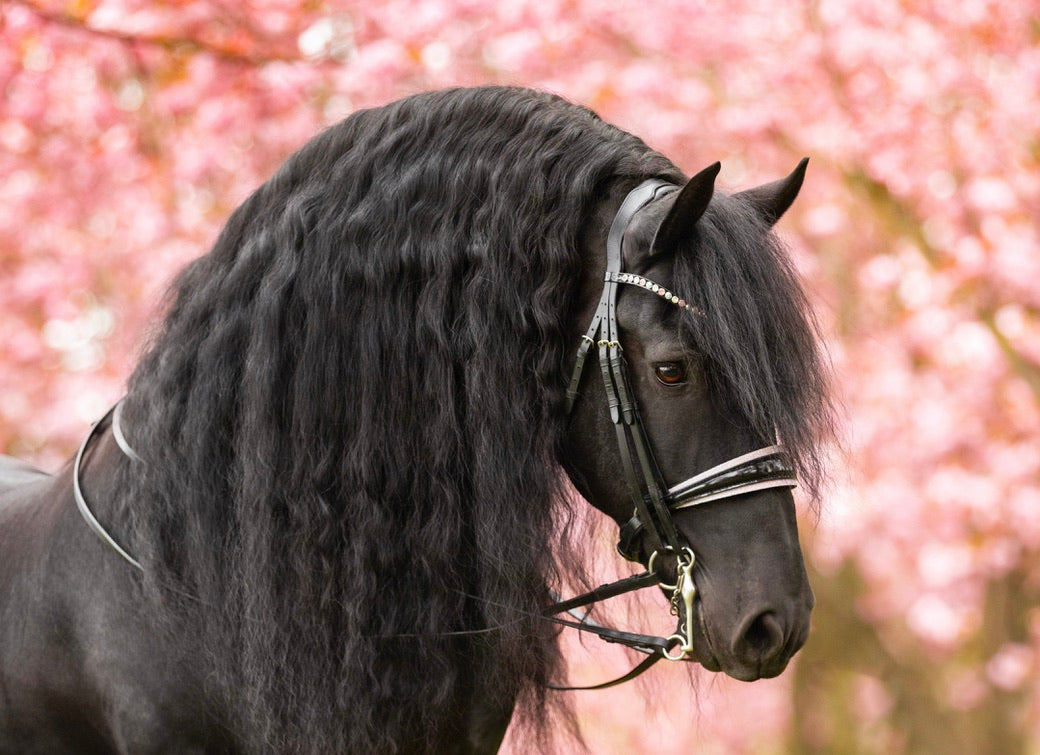 Swarovski Bridle Rose Rocks